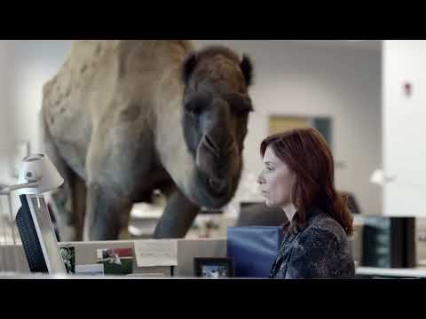 Hump Day Camel Commercial Happier Than A On Wednesday Daaaay 