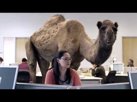 hump-day-camel-commercial---happier-than-a-camel-on-wednesday---hump-daaaay!