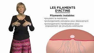 MOOC : Les filaments d’actine