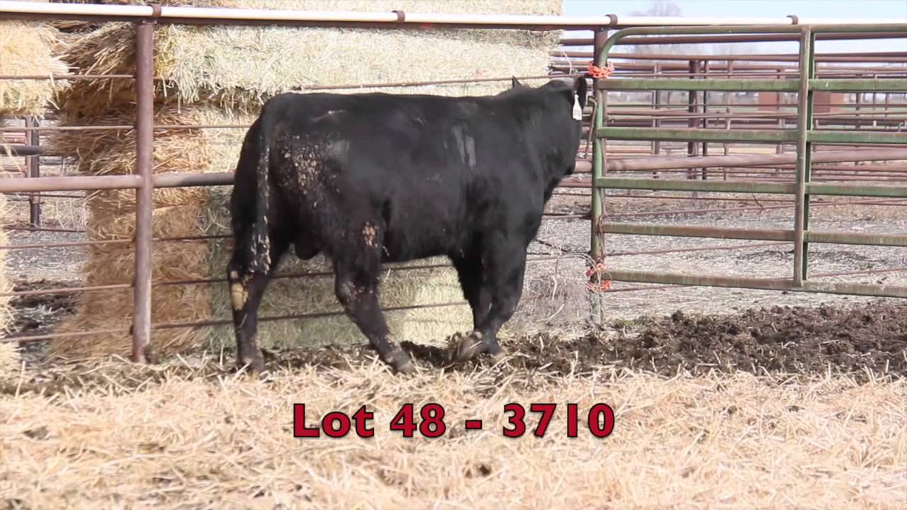 Lot 48 Baker Angus YouTube