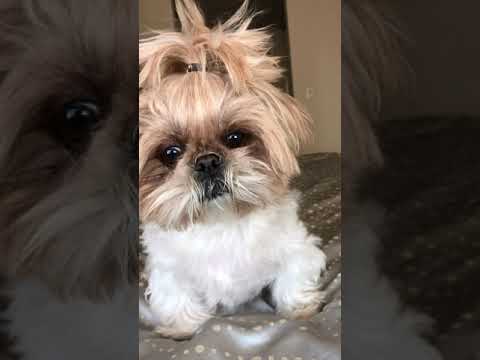 Video: Hvordan Groom a Schnoodle Dog