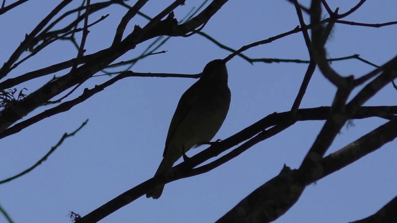 Brown Honeyeater 33 