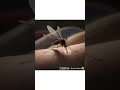 Who Do Mosquitoes Prefer to Bite? #Shorts