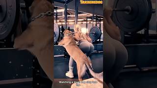 Dog training  The Ultimate Gym Partner  #dog #malinois #belgianmalinois #k9 #dogshorts