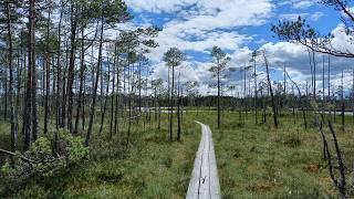 Swamp trail Tirely