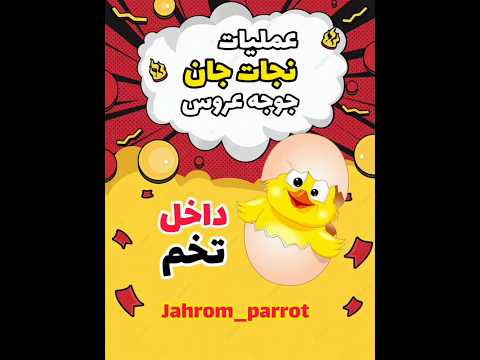 سزارین عروس هلندی با خلال دندون طوطی طوطی سانان پرورش طوطیسانان   