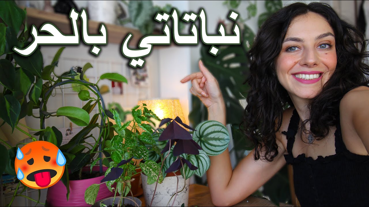 نباتاتي بعد موجة الحر القوية: نباتاتي الجديدة + فقدت نبتة غالية عليي 😭
