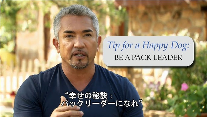 ナショジオdvd ザ カリスマ ドッグトレーナー シーザー ミランの解決 子犬トラブル Youtube ナショジオdvd ザ カリスマ ドッグトレーナー シーザー ミランの解決 子犬トラブル Youtube