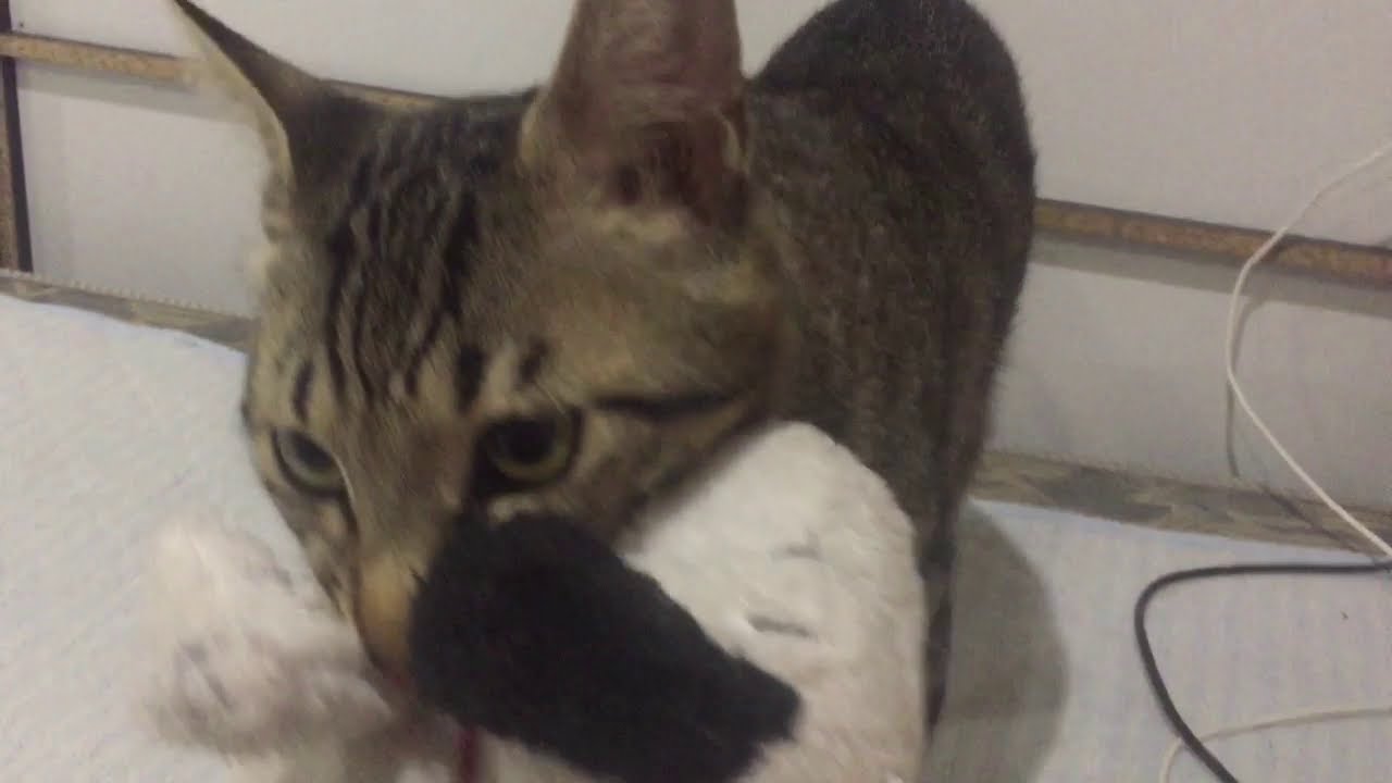 吠える猫 ヌーピーちゃん スヌーピー を取られると怒るスモモ Youtube