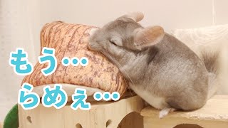 おやつを食べて遊び回ったチンチラの末路とは… チンチラ Chinchilla