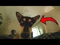 HOW MY GERMAN SHEPHERD HUSKY WAKES ME UP (POV)