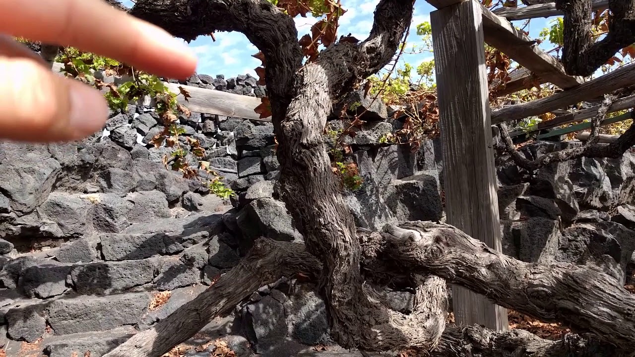 Viñedos de Lanzarote 2/5