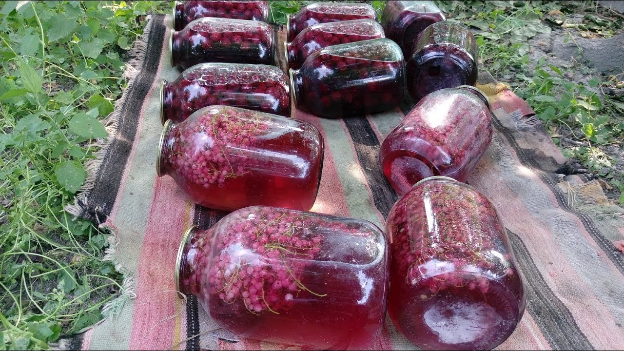 Smarodina  (QARAGAT) kompotu bele hazırlanır!  Paqqa-paq qaynatmaq lazımdır