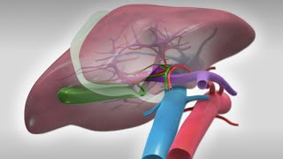 Laparoscopic right hepatectomy