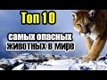 Топ 10 самых опасных животных в мире - Невероятные факты (Чехменок Андрей "CheAnD")