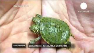 Amerikada Iki Başlı Bir Kaplumbağa Doğdu