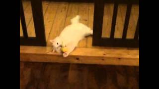 Mek is the cat. " Goalkeeper "