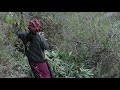 Cutting green leaves of trees for feeding to domestic animals