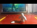 (Stop motion) Белый человечек