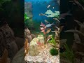 FROSCH im aquarium mit fischen 120l