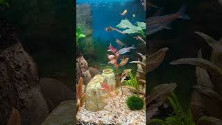 FROSCH im aquarium mit fischen 120l