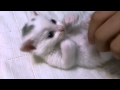 白い子猫をモフる! もふもふもふも~♪ Tickle the Cat