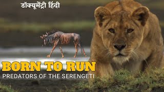 Wildebeest Born To Run | The Predators of the Serengeti | Wildlife documentary in hindi