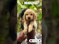 Cocker spaniel puppies available in 📍Kerala #shorts