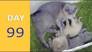 DAY 99 - Baby Kittens after Birth | Emotional