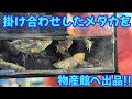 物産館にメダカと金魚を出品する夫婦