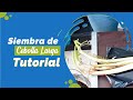 🟢 Tutorial de Siembra Cultivo de Cebolla larga 🧅 Señora Gloria Huerta Urbana 🌱