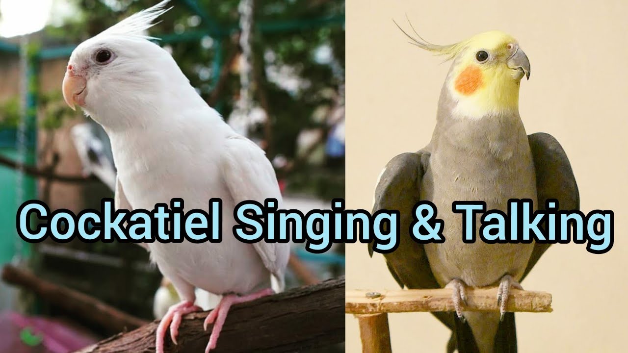 Cockatiels talking and singing