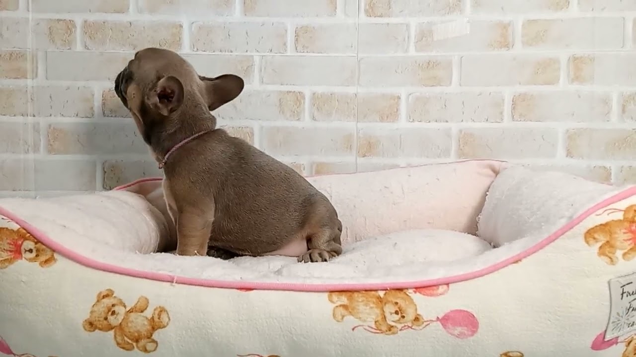 745474 フレンチブルドッグ - YouTube