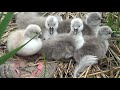 Cygnet update - swan nest with all 7 hatched eggs