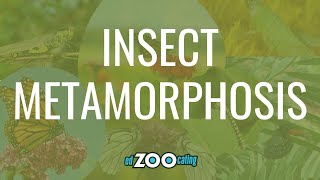 Insect Metamorphosis | Complete Metamorphosis and Incomplete Metamorphosis | EdZOOcating Adventures