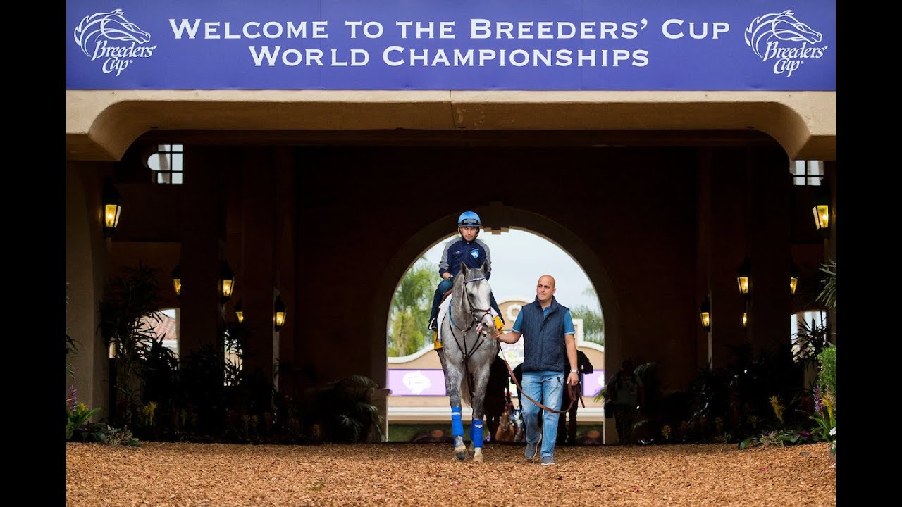 Breeders' Cup Handicapping Preview Special Herd Dynamics Analysis