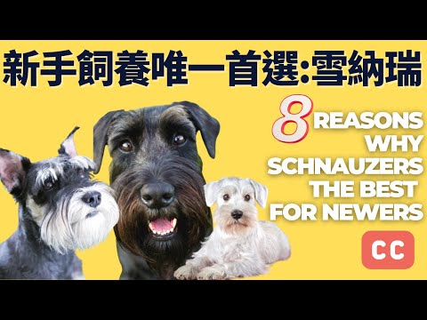 強烈建議養狗新手: 「你的第一隻毛孩必須是雪納瑞」🔶Why Schnauzer The Best For Newers｜CC｜中英字幕
