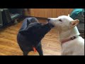 保護犬メイジーさんトライアル開始！お別れのキス　Goodbye kiss Protective dog Maisie