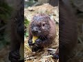 カボチャを食べる赤ちゃんビーバー🦫