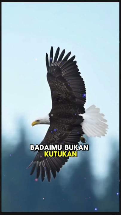 Jiwa Terpilih💥Menemukan Arah Jiwa: Pelajaran dari Elang yang Terbang Sendirian #shorts  #motivation