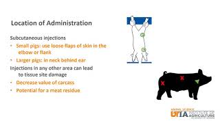 Swine Skillathon Study Series: Injections