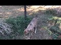 Пятнистый красавец Гепард в парке Тайган!