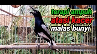 terapi pagi dijamin ampuh bikin kacer bahan cepat bunyi dan gacor bikin nyaut semua jenis