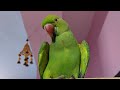 LIVE 🦜 Chulbul Jojo Parrots Family | Funny Parrot Moments | Non Stop Masti