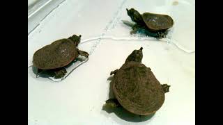 Baby Florida SoftShell Turtles Rescued from Road! Just Hatched Hatchlings!