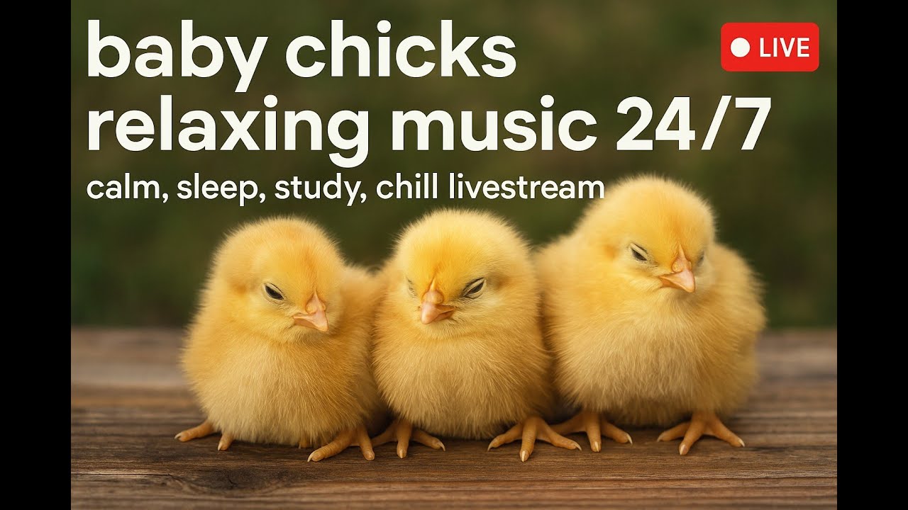 12 Hours Relaxing Music Live 📚 Focus • Study • Work Without Distraction