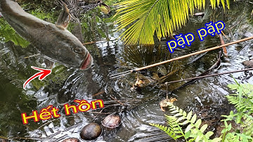 Câu Cá Lóc Bằng Vịt Lên Cá Hết Hồn | Ốc Gạo miền tây