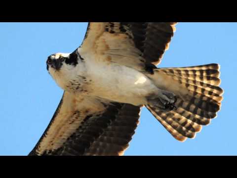 01 07 2011 Osprey Birds of Prey By Christina Aguil...