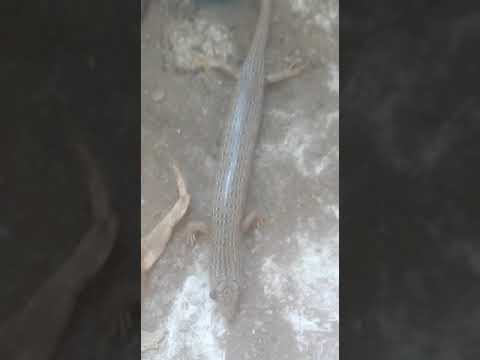 سحليه عنيها طافية زي عين المسيخ الدجال