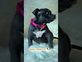 Bully transformation